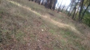 Осенний велолес со скрипом в задней подвеске от Хвз (двухподвес). ?