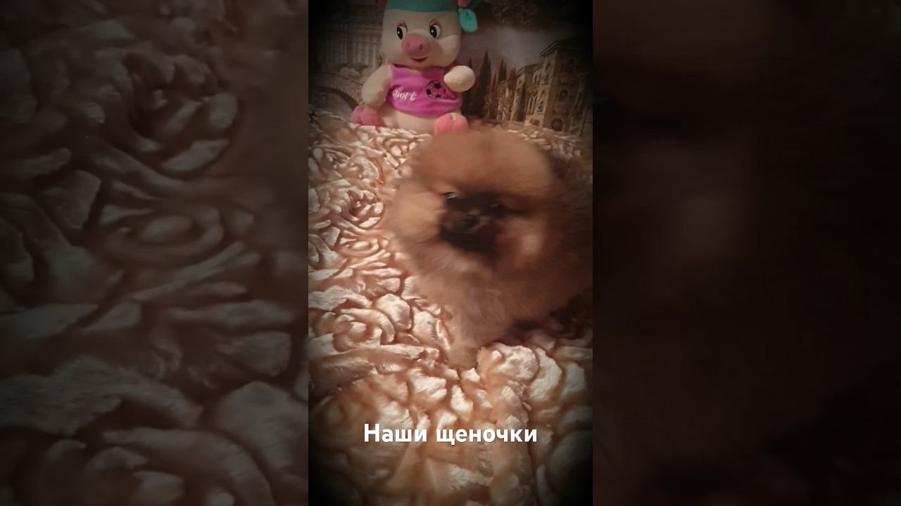 Жизнерадостный Щеночек шпица Померанец смотреть онлайн