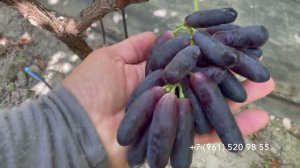 Виноград Аватар, 31 июля 2024 год , Новороссийск.