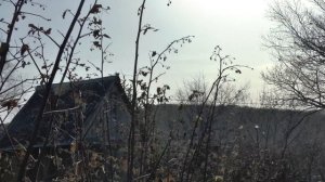 Как ухаживать за ремонтантной малиной