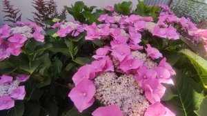 КРУПНОЛИСТНАЯ ГОРТЕНЗИЯ БЛАУМАЙЗЕ В ОТКРЫТОМ ГРУНТЕ  .КУСТ ГИГАНТ ?????