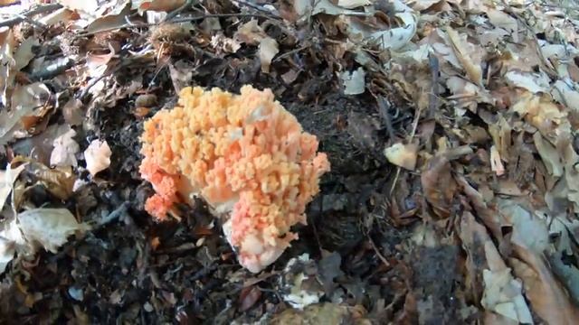 Мастерство в Творчестве