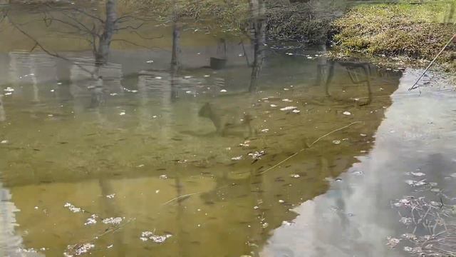 Американский булли Уно, на первой весенней рыбалке)) смотреть онлайн