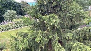 Ель Акрокона. Обзор 15 летнего растения.