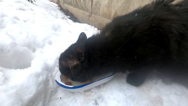 Two black cats and many pigeons survive on a winter street смотреть онлайн