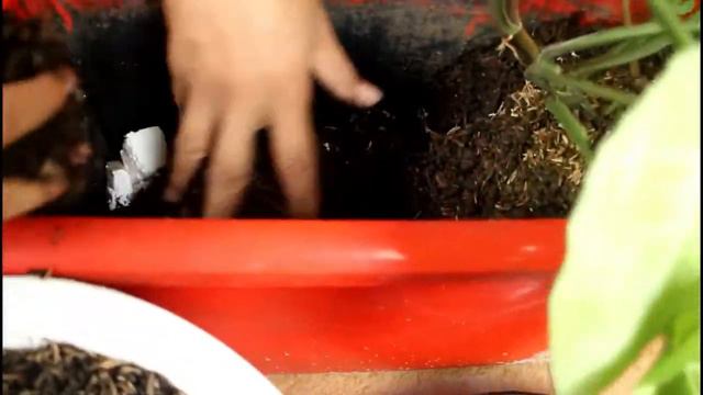 Syngonium смотреть онлайн