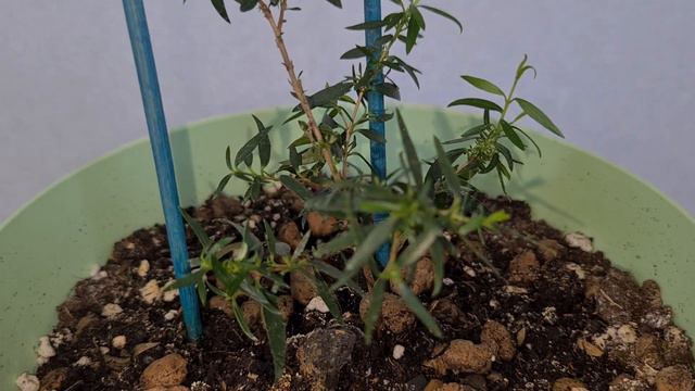 Серполистный 4 смотреть онлайн