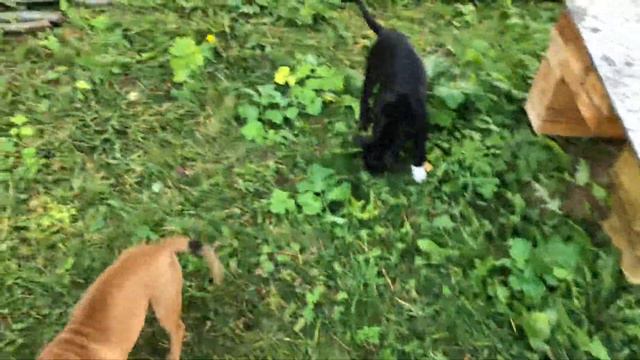 Щенок с новым хозяином приехали в гости, через два месяца… смотреть онлайн