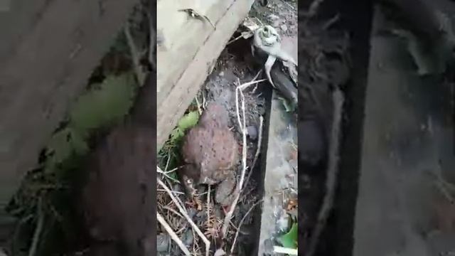 чем питается земляная жаба ? смотреть онлайн