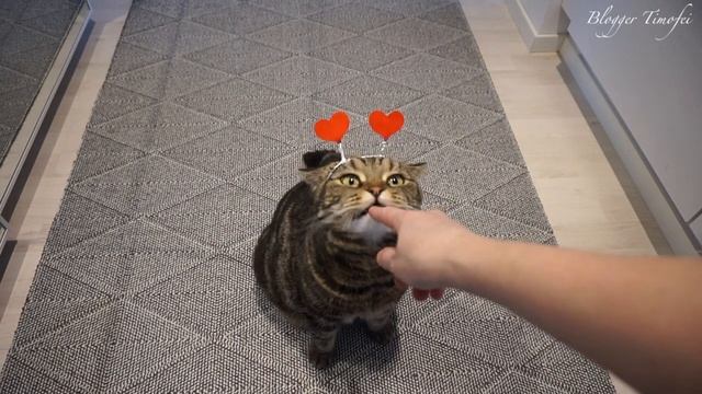 Вечеринка в честь дня святого Валентина продолжается; Valentine's Day party continues смотреть онлайн
