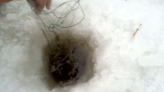 Рыбалка зимой 2019 на сети ,огромный толстолобик не пролез в лунку!! смотреть онлайн