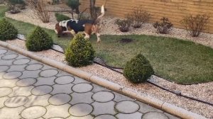 Туя чернеет, самшит пожелтел- как защитить растения ОТ СОБАК И КОШЕК