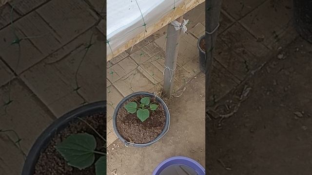 проливаю огурцы и кабачки актарой. смотреть онлайн