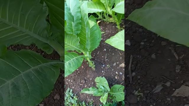 обзор сорта рот фронт смотреть онлайн