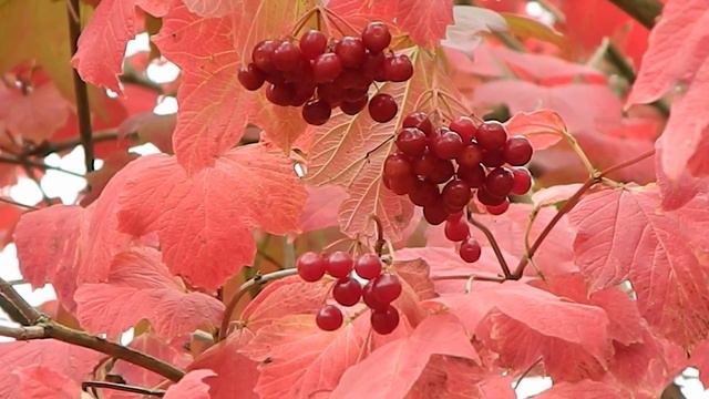 Viburnum opulus смотреть онлайн