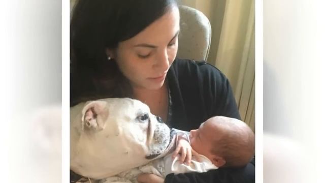 Бульдогу внезапно стало плохо и хозяйка повезла его в больницу. Причина поражает!