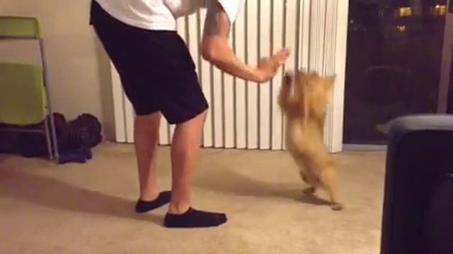 Bob the Norwich Terrier смотреть онлайн