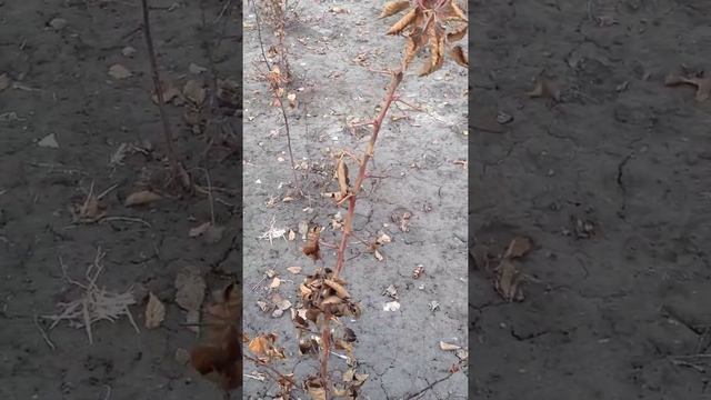 Ежевика Рубен, Прайм Арк-45 смотреть онлайн