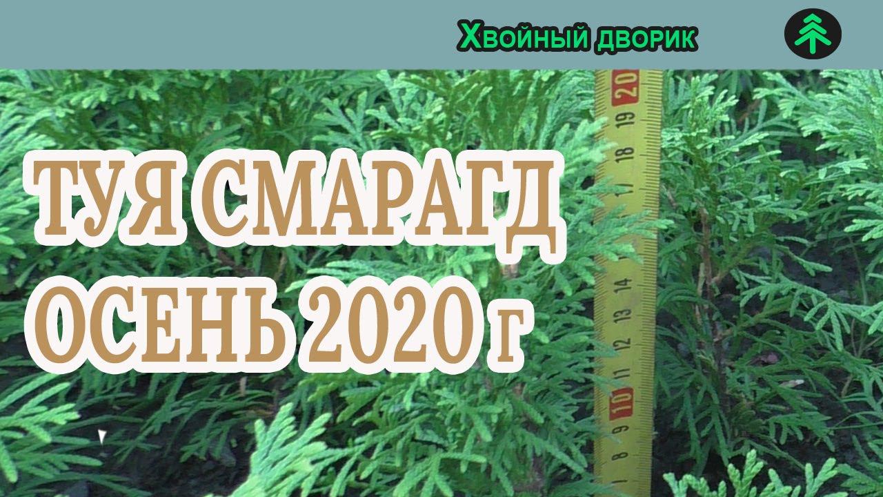 Туя смарагд Сезон осень 2020 года Обзор питомник "Хвойный дворик" смотреть онлайн