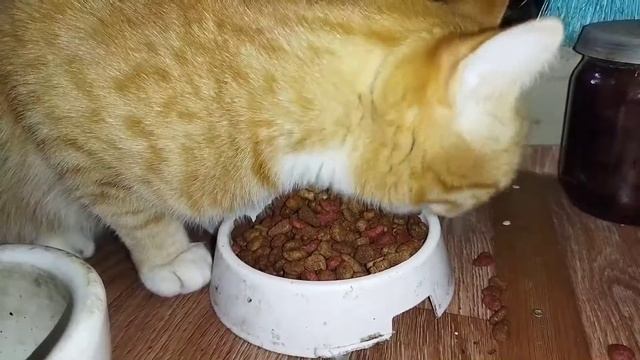 Кот смешно ест сухой корм смотреть онлайн