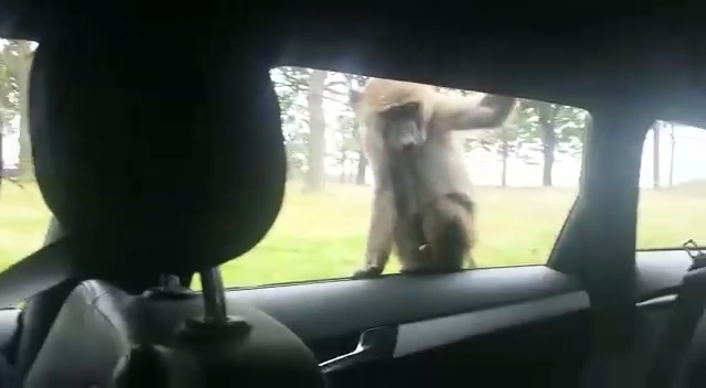 Обезяньи шалости на капоте автомобиля (18+) смотреть онлайн