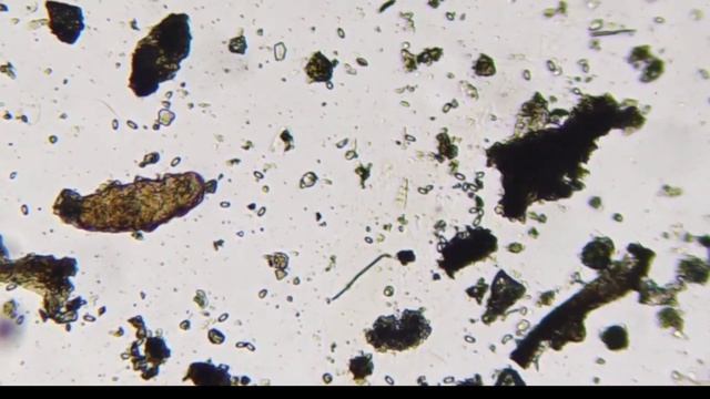 ТИХОХОДКИ: где и как их искать?