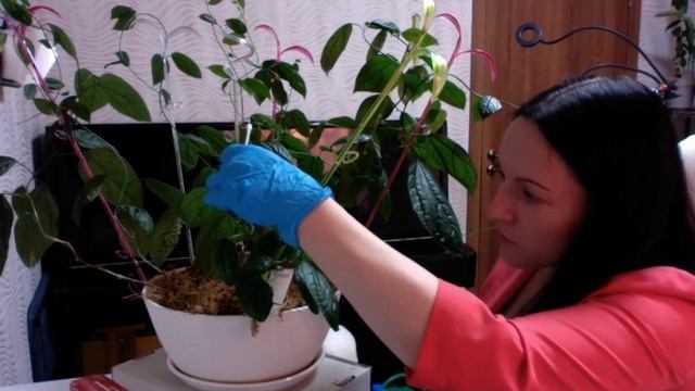 Клеродендрум Томпсона. Посадка, Полив, Удобрение, Обрезка, Размножение смотреть онлайн