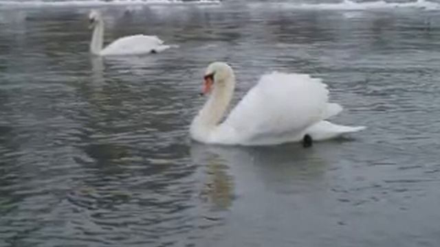 Ивано-Франковск! Зимняя сказка.mpg смотреть онлайн