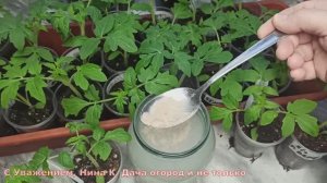 РАССАДА 100% БУДЕТ ТОЛСТЕНЬКАЯ И КРЕПЕНЬКАЯ! НАКОРМИТЕ РАССАДУ - ПОДКОРМКА СПАСЁТ РАССАДУ ОТ ВЫТЯГИВ