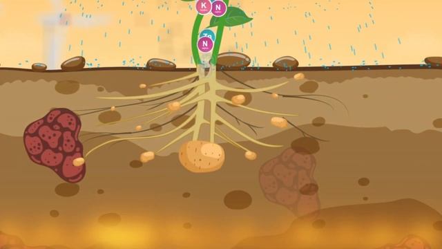 Gromor AcuSpray Potato SP N:P:K 10- 5-36 (Gujarati); Your Crop is incomplete without it !! смотреть онлайн