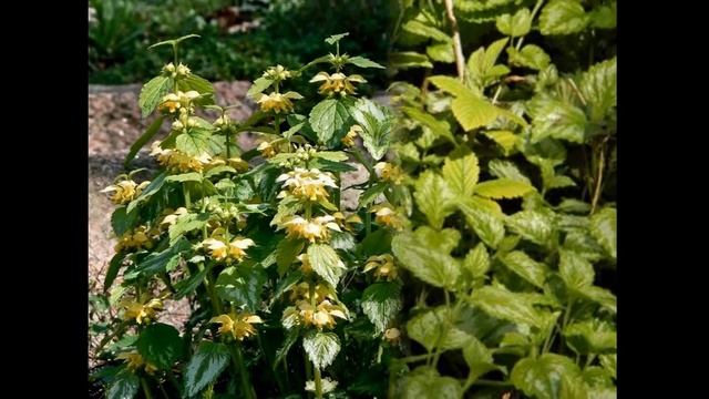 ЯСНОТКА LAMIUM (LAMIASTRUM, GALEOBDOLON) Сем. Губоцветные смотреть онлайн