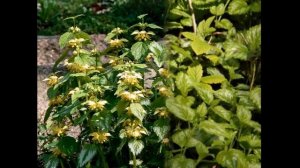 ЯСНОТКА  LAMIUM (LAMIASTRUM,  GALEOBDOLON)  Сем. Губоцветные
