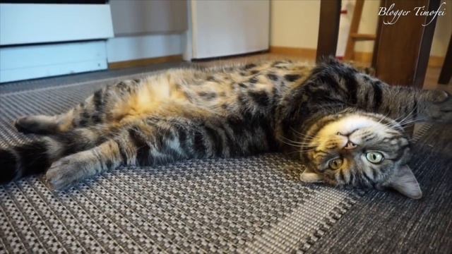 Ленивый кот выпрашивает еду; Lazy Cat Is Begging For Food