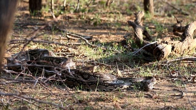 Python Breakfast - Lower Sabie, Kruger National Park смотреть онлайн