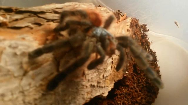 Кормление паука птицееда авикулярия версиколор смотреть онлайн