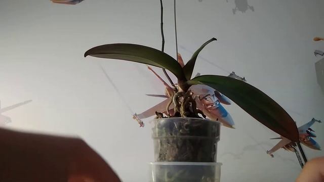 Мини кофейный опарат из лего и не много про растения (Девичье счастье) и(Орхидея) смотреть онлайн