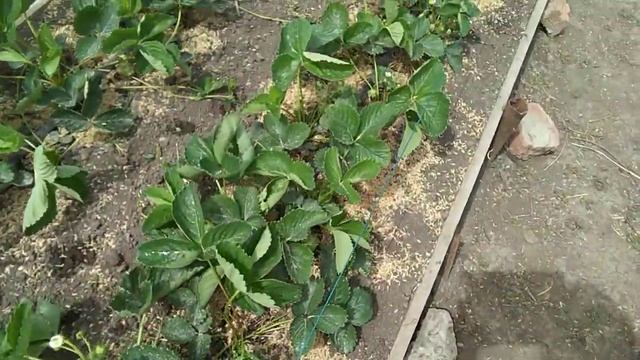 Свертывание листов у клубники. Болезни клубники часть 2 смотреть онлайн