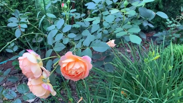 ?Роза ‘Леди Оф Шалотт’. Неуемная жажда жизни едва не погибшей розы? смотреть онлайн