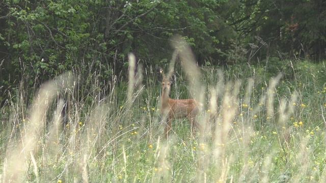 Косуля. смотреть онлайн