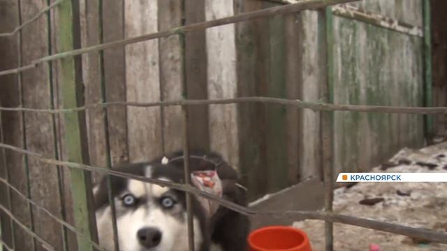 В красноярском приюте для собак ищут хозяев для десятков породистых хаски смотреть онлайн
