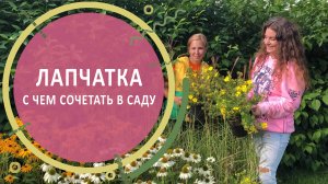 Лапчатка, и с чём её сочетать в саду