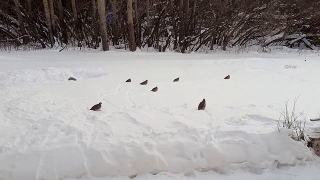 И снова куропатки заглянули к нам. Правда их стайка уже стала меньше:( смотреть онлайн