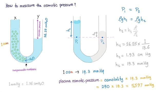 Osmotic Pressure | Physiology