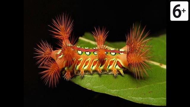 Удивительные соседи. Гусеница-клоун смотреть онлайн