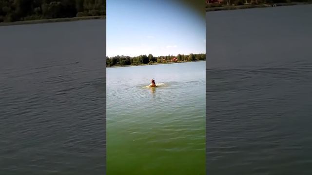 Собака плавает на круге смотреть онлайн