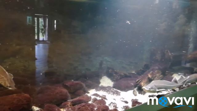 Роев ручей - акватеррариум смотреть онлайн