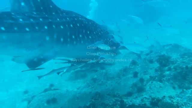 Сейшелы. Seychelles. 塞舌尔。 62