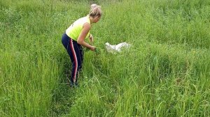 Косим серпом, а скорее учимся им косить!)