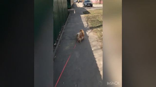 Поход к грумеру и стрижка шпица | Преображение смотреть онлайн