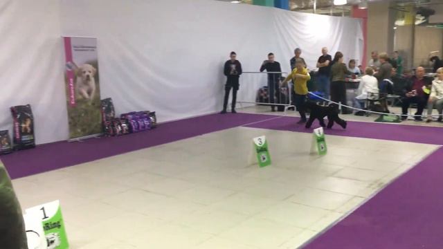 Specialty Kerry blue terrier Moscow 20.05.18 part1 смотреть онлайн